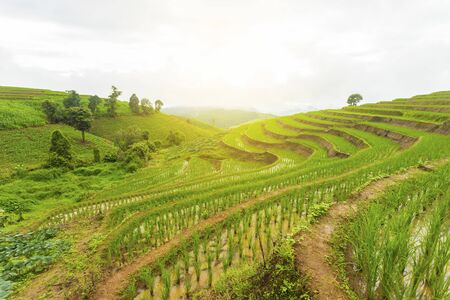 Rice terrace at Pa-pong-peang , Mae Chaem, Chaing Mai ,North Thailand..の写真素材