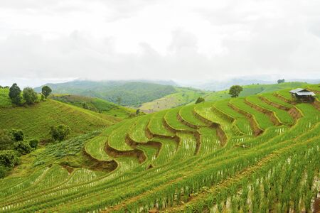 Rice terrace at Pa-pong-peang , Mae Chaem, Chaing Mai ,North Thailand..の写真素材