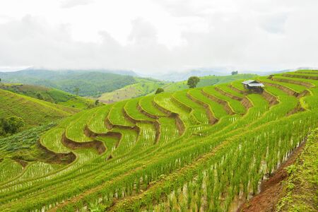 Rice terrace at Pa-pong-peang , Mae Chaem, Chaing Mai ,North Thailand..の写真素材
