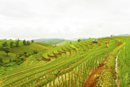 Rice terrace at Pa-pong-peang , Mae Chaem, Chaing Mai ,North Thailand..の写真素材