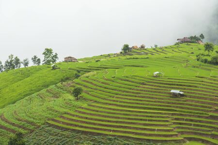 Rice terrace at Pa-pong-peang , Mae Chaem, Chaing Mai ,North Thailand..