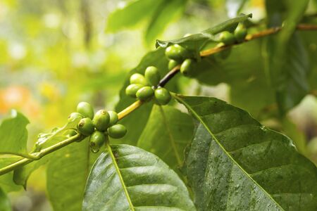 Green coffee beans growing on the branchの写真素材