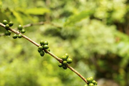Green coffee beans growing on the branchの写真素材