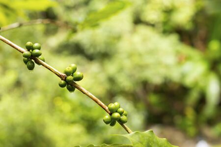 Green coffee beans growing on the branchの写真素材