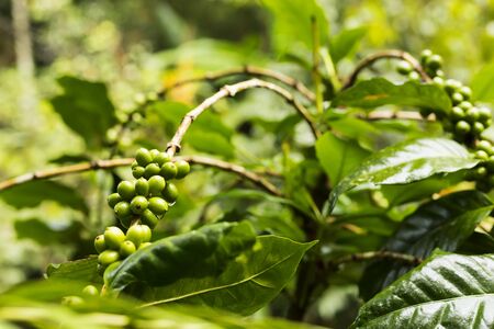 Green coffee beans growing on the branchの写真素材