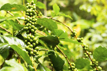 Green coffee beans growing on the branchの写真素材