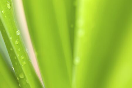 Closeup of nature leaves green blur. In the spring Under the morning light. Water drop on leave.Use as background and wallpapers.の写真素材