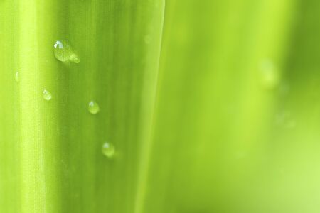 Closeup of nature leaves green blur. In the spring Under the morning light. Water drop on leave.Use as background and wallpapers.の写真素材