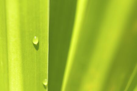 Closeup of nature leaves green blur. In the spring Under the morning light. Water drop on leave.Use as background and wallpapers.の写真素材