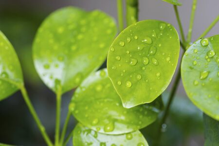 Water droplets on the green leavesの写真素材