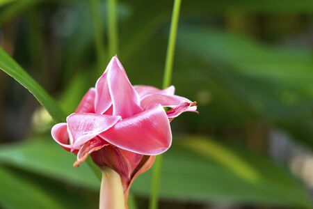 Tropical flower red torch ginger の写真素材