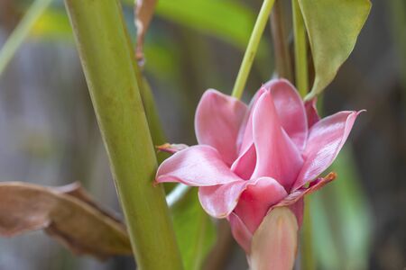 Tropical flower red torch ginger の写真素材