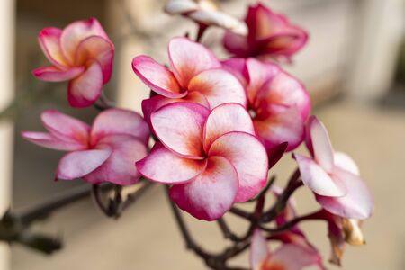 Pink Plumeria flower and frangipani tropical flower, plumeria flower blooming on tree, spa flowerの写真素材