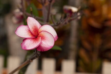 Pink Plumeria flower and frangipani tropical flower, plumeria flower blooming on tree, spa flowerの写真素材