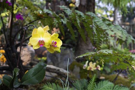 beuatiful yellow Orchid flowersの写真素材