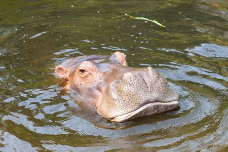 Hippopotamus amphibius in water with head above surfaceの写真素材