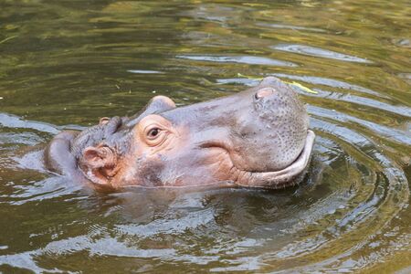 Hippopotamus amphibius in water with head above surfaceの写真素材