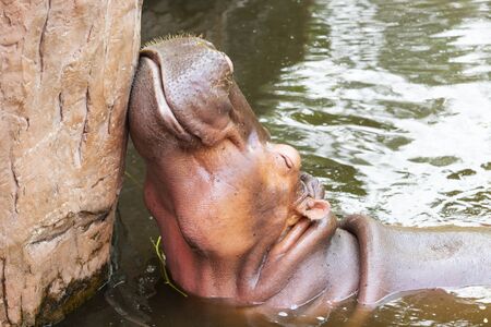 Hippopotamus amphibius in water with head above surfaceの写真素材