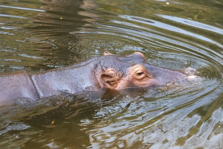 Hippopotamus amphibius in water with head above surfaceの写真素材
