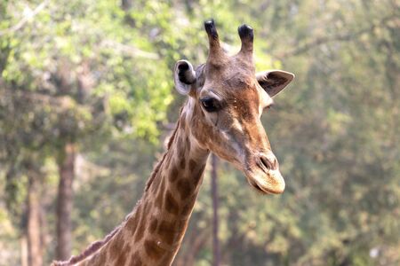 Front on view of a giraffe against green foliageの写真素材