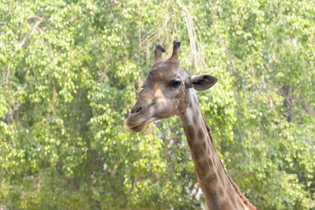 Front on view of a giraffe against green foliageの写真素材