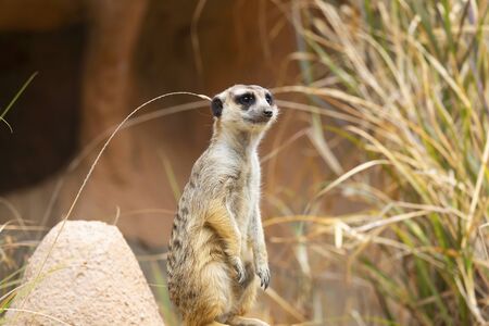 Meerkat or Suricate (Suricata suricatta)の写真素材