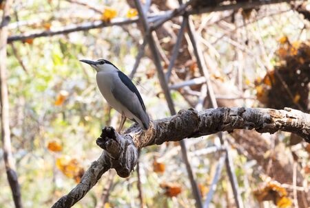 Colorful bird perched on a branchの写真素材