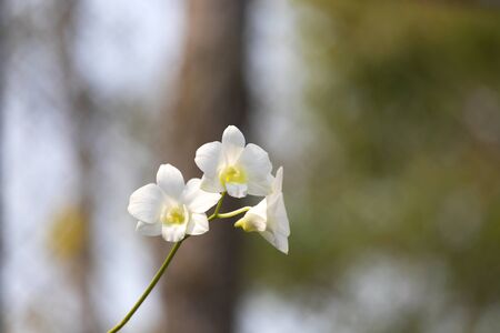 Beautiful tropical white orchid flowers on nature backgroundの写真素材