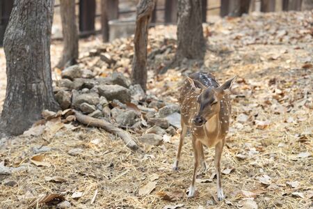 Young deer portrait in nature scene.の写真素材
