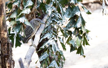 Colorful bird perched on a branchの写真素材