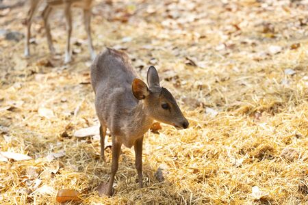 Young deer portrait in nature scene.の写真素材
