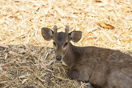 Young deer portrait in nature scene.の写真素材