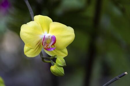 beuatiful yellow Orchid flowers in the gardenの写真素材
