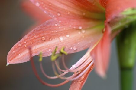 Pink hippopotamus or amaryllis in the rainy season.の写真素材