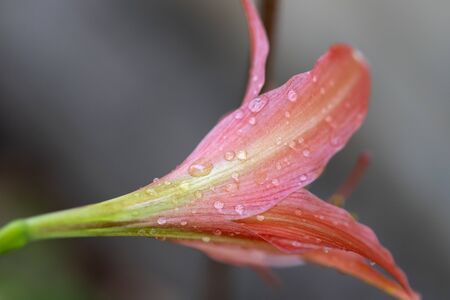 Pink hippopotamus or amaryllis in the rainy season.の写真素材