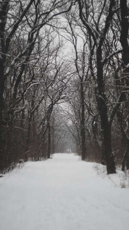 Road through the snowy forestの写真素材