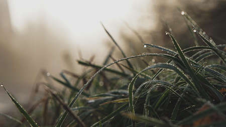 Morning grassの写真素材