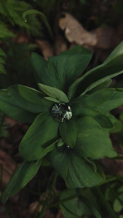A drop on a plant in the forestの写真素材