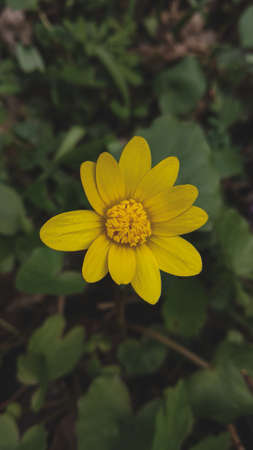 Yellow flower in the forestの写真素材