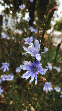 Wildflowers in the summer forest