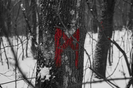 Rune on a tree in the forestの写真素材