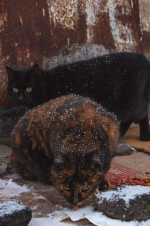 Street cats eat in the snowの写真素材