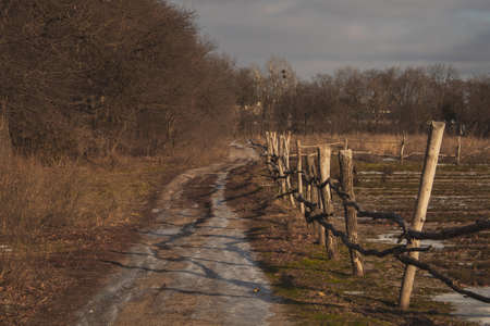 Road along the gardens through the forestの写真素材