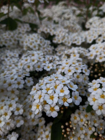 Small flowers on the bushesの写真素材