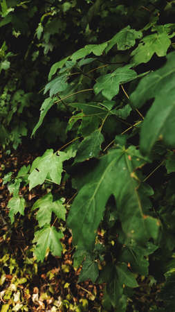 Tree leaves in the sunlight in the forestの写真素材