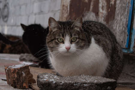 Street cat looks into the distance