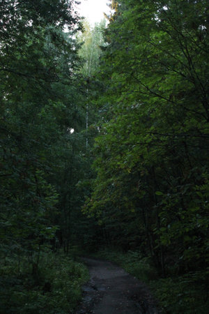 road in dense summer forestの写真素材