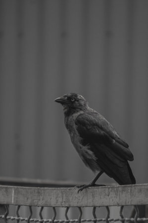 Crow on the iron fence