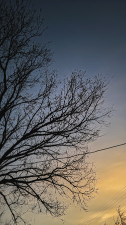 Autumn oak branches against the sky