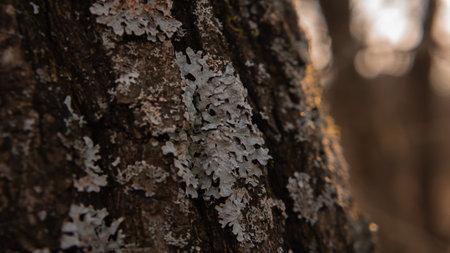 Lichen on the bark of a treeの写真素材